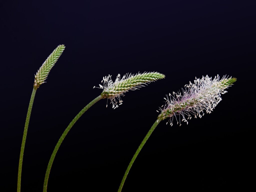 blade of grass gfae1787b7 1920